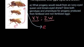 Haplodyploidy in honeybees [upl. by Chrisy]