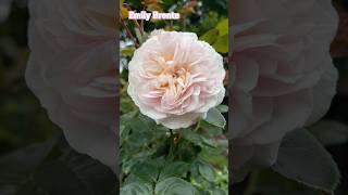 Emily Bronte  D Austin rose  Standard Tree rose English Rose rose rosegarden garden gardening [upl. by Ytsanyd201]