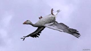 The Magic of Bird Flight with David Lentink [upl. by Malchus]