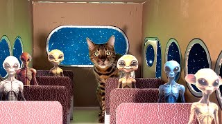 CAT QUEST 🐈  ESCAPE FROM SPACE PRISON IN REAL LIFE [upl. by Fedirko765]