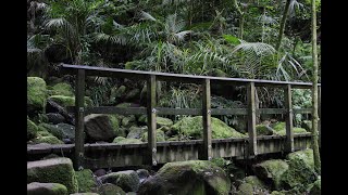 New Zealand  Wairere Falls [upl. by Alimak]