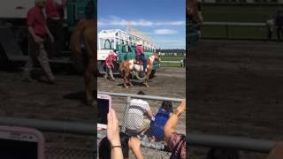 Ostrich Race at Emerald Downs 521 2017 [upl. by Anirrok]