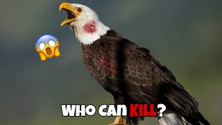 6 Eagles That Could Defeat A Bald Eagle [upl. by Moir517]