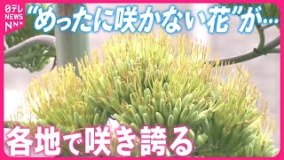 【幻の花】“数十年に1度”開花なのに…「リュウゼツラン」各地で咲き誇る [upl. by Neeliak]