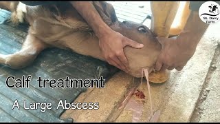 Removing pus from large abscess on calf jawsrilankandairyfarmer6385 [upl. by Huei875]