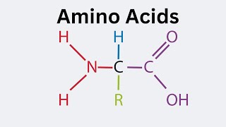 General Structure of an Amino Acid [upl. by Bunting]