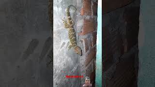 Tắc kè đớp mồi ngon shots kucing gecko funny frog frogtime animals memes shortvideo [upl. by Caryl]