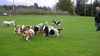 Scottish Basset Hound Walk At Forfar Loch [upl. by Cobby509]