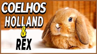 Coelhos Holland Lop Coelhos Rex Como cuidar de Coelhos Cuidados  Temperamento e Mais [upl. by Nnyladnarb889]