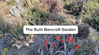 The Ruth Bancroft Garden  A Bay Area Gem [upl. by Akihsar398]