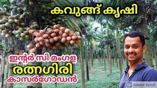 kavungu krishi malayalam Areca nut farming in kerala arecanut plantation kavungu thai kavugu kl [upl. by Hezekiah]