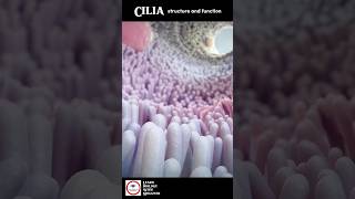 Cilia  Structure And Function  Animation [upl. by Dosi]