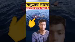 💘হাঙ্গর একটি কচ্ছপের জীবন বাঁচাতে যা করল। sharks shorts video bangla unknownfacts mayajaal [upl. by Baynebridge]