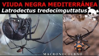 VIUDA NEGRA MEDITERRANEA documental Latrodectus tredecimguttatus [upl. by Abelard12]