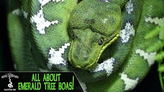 EMERALD TREE BOAS Everything youve always wanted to know [upl. by Runkle]