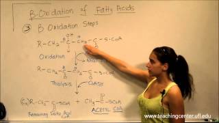 Beta Oxidation of Fatty Acids [upl. by Guinevere]