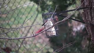 A female cardinal eating suet cake seen on our security camera [upl. by Garcon2]