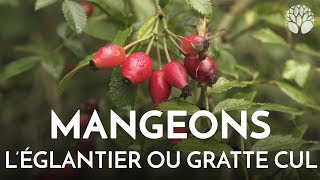 Mangeons léglantier cynorhodon ou gratte cul [upl. by Fernald]