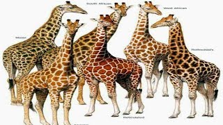 All Giraffes Species  Species List [upl. by Ardien]