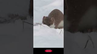 How Stoats Winter Hunting Tactics work stoat stoathunting wildlifecamera [upl. by Essirehs110]