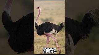 2024 Ostrich vs 5000 Bce Ostrich  Mystical Monster viral animal trend [upl. by Aneroc191]