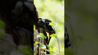 Great Spotted Woodpecker  UK Birds [upl. by Harvard]