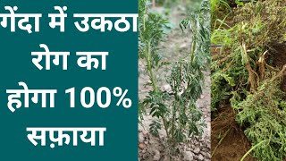 गेंदा में उकठा रोग का होगा 100 सफ़ायाhow to cantrol wilt in merigoldWiltmerigold farming [upl. by Eerhs]