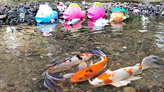 Catch big ornamental fish in puddles koi fish real lobsters real turtles whales frogs ducks [upl. by Alinna373]