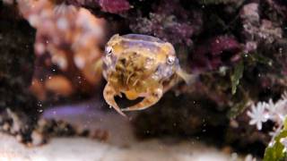 Dwarf Cuttlefish Begging [upl. by Aenal433]