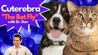 Does your cat or dog have a Cuterebra or Bot Fly Infection Dr Dan explains [upl. by Leon]