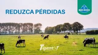 Reduce pérdidas con TigentT [upl. by Bevers]