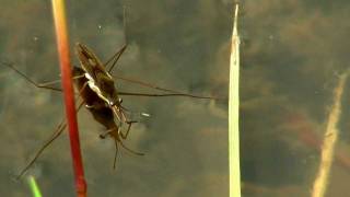 Common Pond Skater Water Strider or Water Bug Gerris lacustris  Gemeiner Wasserläufer 4 [upl. by Amargo27]