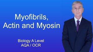 A Level Biology Revision Year 13 quotMyofibrils Actin and Myosinquot [upl. by Elesig]