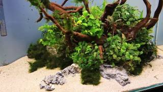 How to Aquascaping a UNS 60U Bucephalandra Nature Style  The Centerpiece [upl. by Ardnuek]