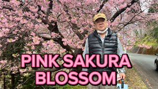 SAKURA BLOSSOM IN SHIZUOKA JAPAN [upl. by Reiss]