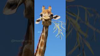 The Giraffe Chews the Grass Wincent C1Bpw wildlife nature giraffe [upl. by Roxine]