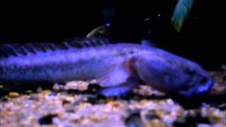 Dragonfish feeding  Updated [upl. by Aninaj]