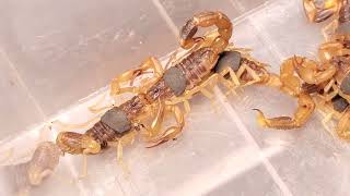 Exemplar copulatory behaviors observed in scorpions [upl. by Donnell]