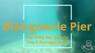 Scuba Dive Blairgowrie Pier 30 Nov 2019  Dive 2 Even more to see [upl. by Terena]