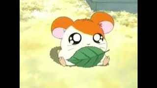 Hamtaro Opening Usa Toonami Edit [upl. by Abie942]