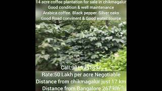 14 acre coffee plantation for sale in chikmagalur Good condition amp well maintenance call9019951837 [upl. by Eelnyl499]