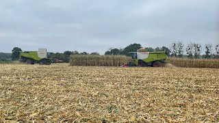 Battage de maïs 2024 avec x2 claas  une 750 lexion terra trac et une 660 lexion [upl. by Dlorah]