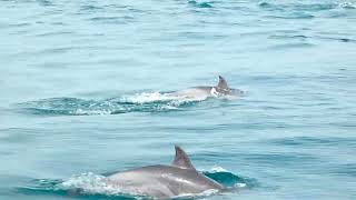 Common Dolphin pod Delphinus delphis cruising in the Monterey Bay National Marine Sanctuary [upl. by Ettennej125]