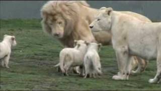 White Lion Cubs birth part 2  starting to eat [upl. by Ydospahr]