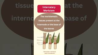 Types of Meristematic Tissues plantanatomybotany biology [upl. by Anirtik]