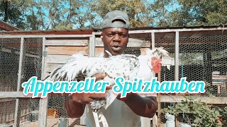 Appenzeller Spitzhauben  Chicken Breed Spotlight [upl. by Bremser300]