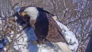 Hanover PA Live Bald Eagle Nest Cam After the Storm [upl. by Becker]