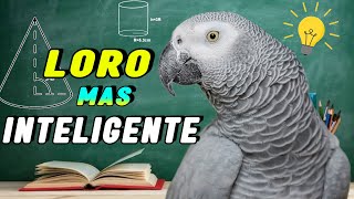 El LORO más INTELIGENTE del Mundo 🦜🧠 ¡Emocionante Descubrimiento 😱 [upl. by Alf]