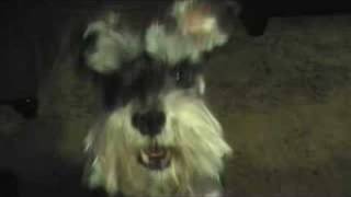 Miniature Schnauzer Talking to me [upl. by Broeder171]