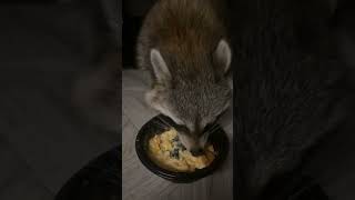 racoons raccoon animals camperlife macandcheesebowl [upl. by Mosenthal661]